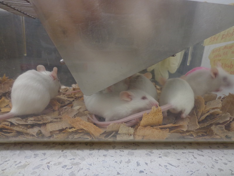 patente-tratamiento-cáncer1